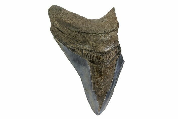 Partial, Fossil Megalodon Tooth - South Carolina #181147